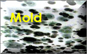 Mold Removal