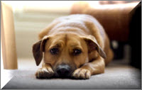 Dog odor removal